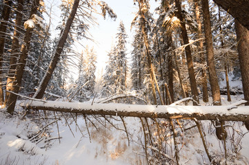 forest winter