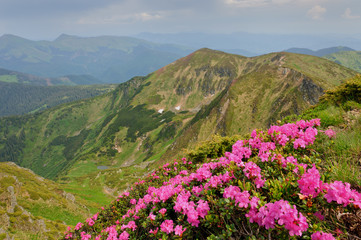 Summer landscape with blooming mountain slopes.