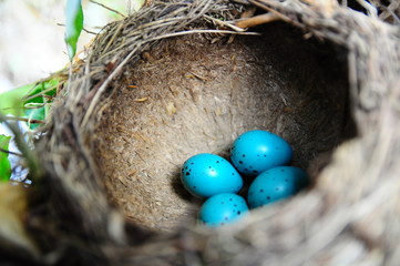 Gniazdo kosa © patysiak