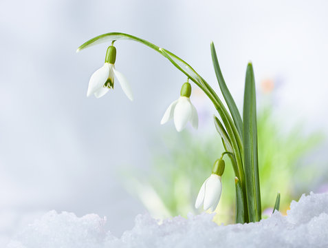Beautifull Spring snowdrop flowers