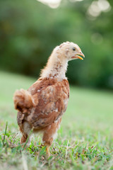 Baby Chick in the Grass