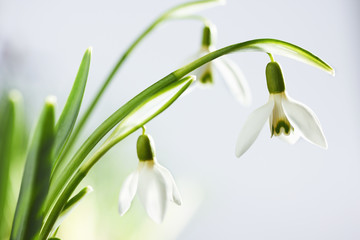Obraz premium Spring snowdrop flowers
