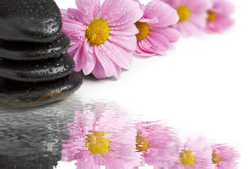 spa Background - black stones and camomiles on water