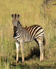 Naklejka premium Young zebra with bird