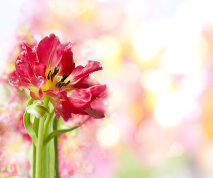 Red tulip against blur background