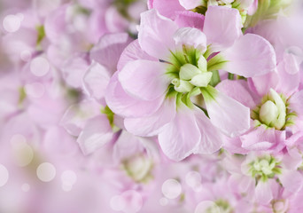 Naklejka na ściany i meble Beautiful spring background with pink flowers