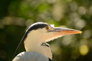 Grey heron