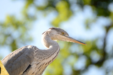 Grey heron