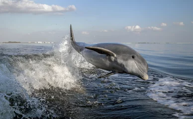 Deurstickers Dolfijn Dolfijn met flesneus