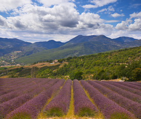 Lavender in Provence