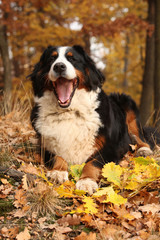 Amazing bernese mountain dog lying in autumn forest