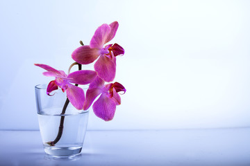 Orchidee im Glas