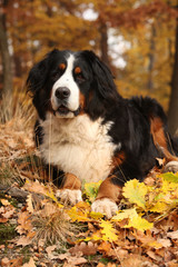 Amazing bernese mountain dog lying in autumn forest