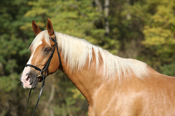 Beautiful amazing palomino warmblood with blond hair