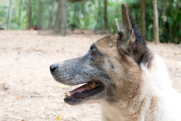 Thai dog