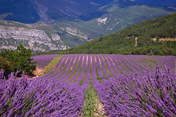 Lavender field