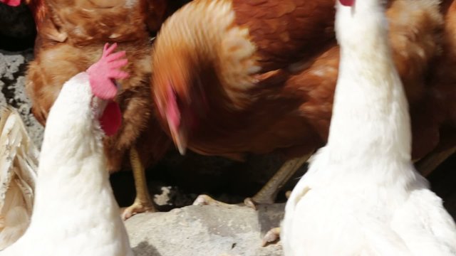 galline nel pollaio