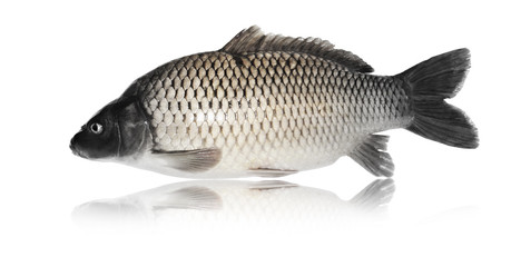 Speisefisch