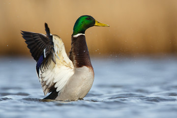 a wild duck