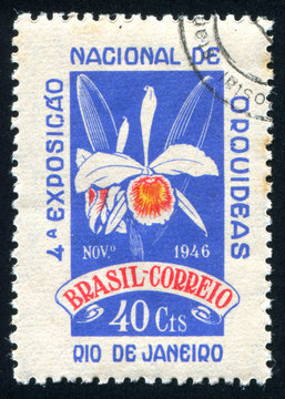 Fototapeta Orchid