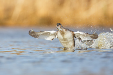 Obraz premium a great crested grebe with a fish