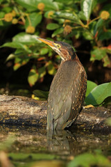 Juvenile Green Heron Perched on a Fallen Log