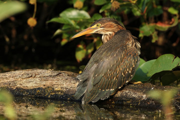 Juvenile Green Heron Perched on a Fallen Log