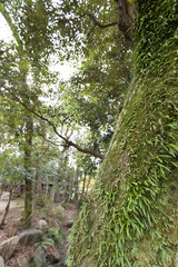 緑に覆われた樹（木）