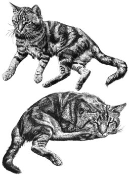 illustration of two cats lying