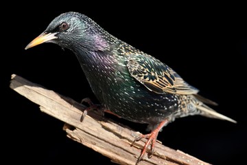 Starling On Stump