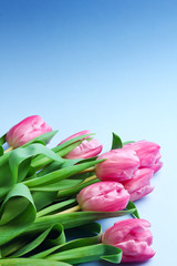 Bouquet of tulips on blue background