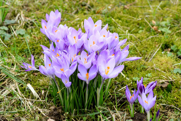 krokuss lila auf der wiese