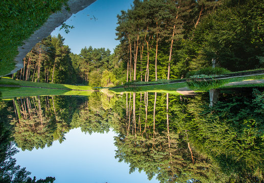 Pine trees on the shore of the lake. Reflection in water