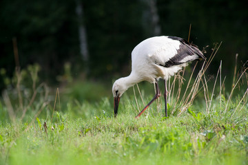 White stork searching food
