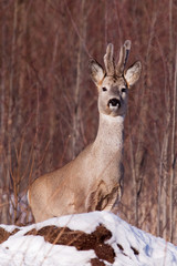 Portrait of male roe deer