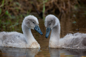 Fototapeta premium Mute swan chicks
