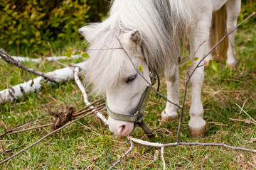 Pony eats bark