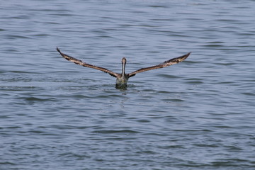 Candid pelican starting to land off