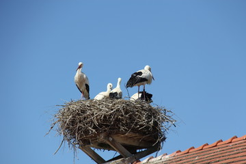 Storchennest