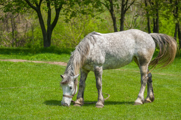 Dappled mare at spring pasture