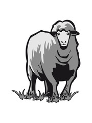 SHEEP nature, wildlife,