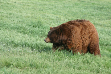 World Record Obese Grizzly Bear