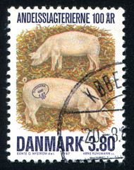 Denmark pig