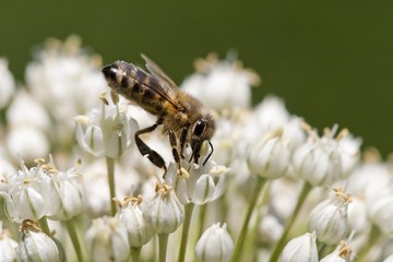 Bee feeding