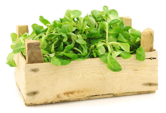 fresh corn salad in a wooden crate on a white background