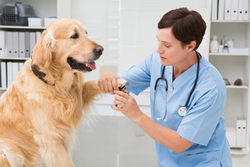 Vet using nail clipper on a dog - Powered by Adobe