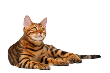 bengal cat lies on white and looking up