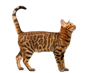 Cercles muraux Chat bengal cat standing on white