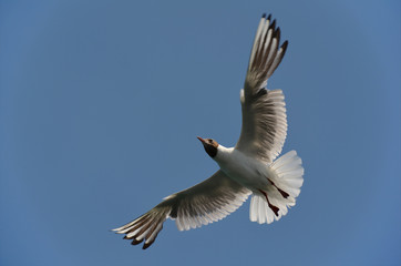 seagull