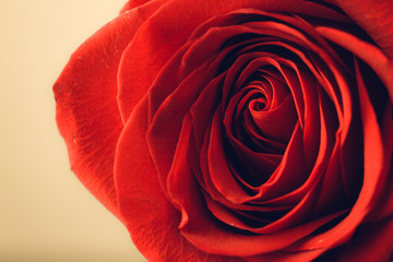 Soft natural light falling onto a velvet blood-red Valentine